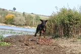 DOBERMANN 479